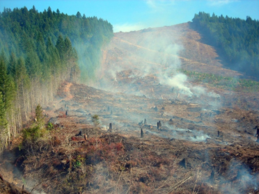 clearcutting.png clearcutting.png