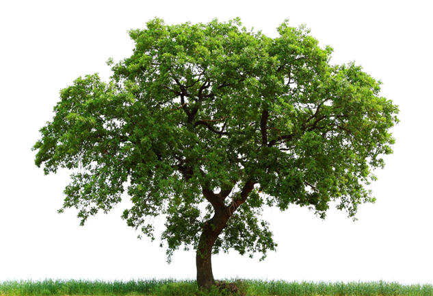 tree.png tree.png