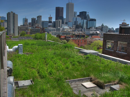 green-roof.png green-roof.png