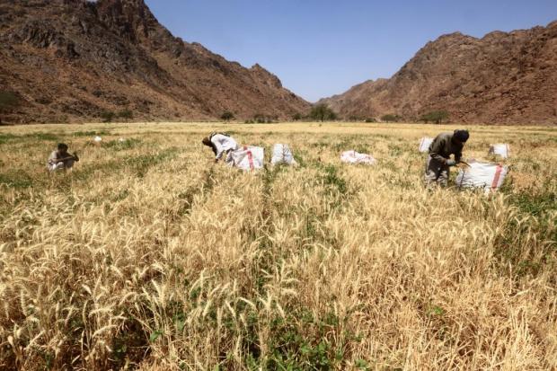 SaudiWheat.4Oct2016.AFP_.jpg SaudiWheat.4Oct2016.AFP_.jpg